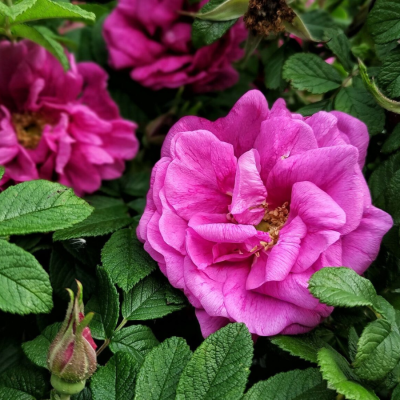 Роза морщинистая (Ругоза) - Dolina-Sad.Ru