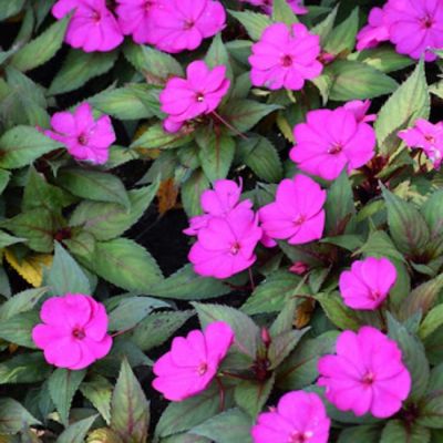 Бальзамин новогвинейский Санпатиес Дарк Лилак - Dolina-Sad.Ru