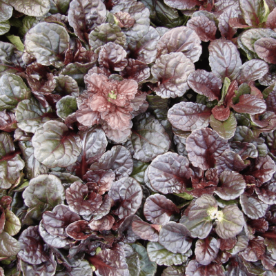 Живучка ползучая Махагони , С1,5 Живучка ползучая Махагони , С1,5 фото