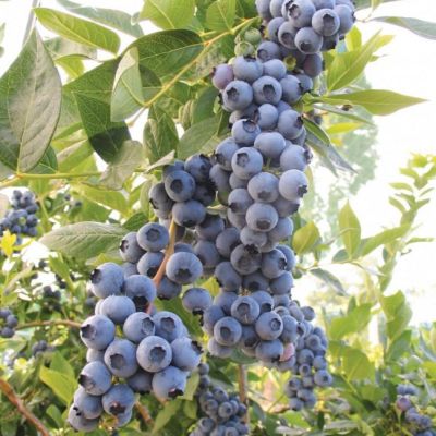 Комплект Голубики (Блю Кроп+Дюк) Комплект Голубики (Блю Кроп+Дюк) фото