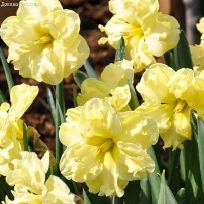 Нарцисс Санни Сайд Ап Нарцисс Санни Сайд Ап фото