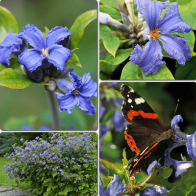 Клематис Кассандра Клематис Кассандра фото