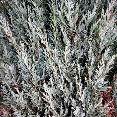 Можжевельник скальный Мунглоу, C3 - Dolina-Sad.Ru