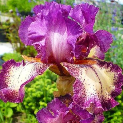 Ирис Рок Гоблин Ирис Рок Гоблин - Dolina-Sad.Ru