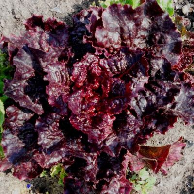 Салат Барбадос Красный Н9 Салат Барбадос Красный Н9 фото