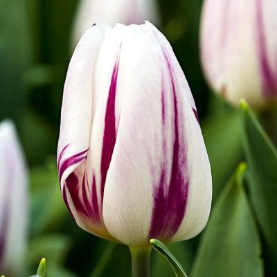 Тюльпан Фламинг Флаг Тюльпан Фламинг Флаг фото