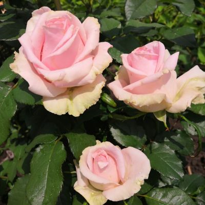 Роза Свит Аваланш - Dolina-Sad.Ru