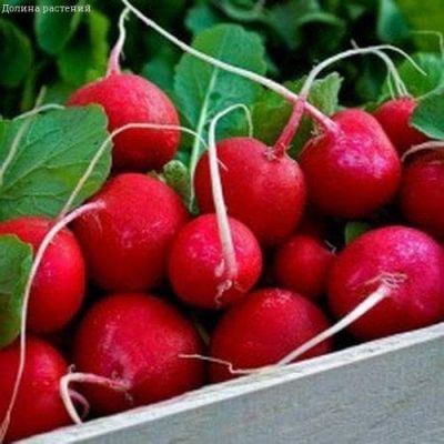 Редис Ранний красный Редис Ранний красный фото