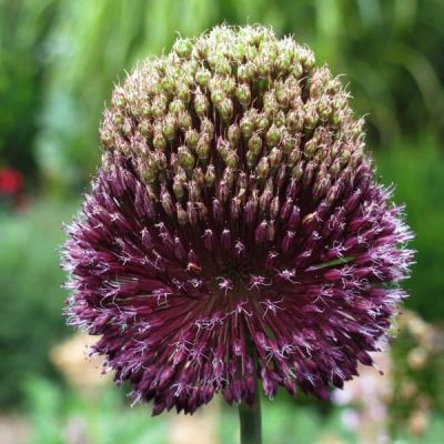 Аллиум Форлок Аллиум Форлок фото