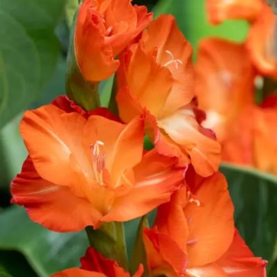 Гладиолус Сторми - Dolina-Sad.Ru