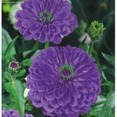 Цинния Лаванда Цинния Лаванда фото