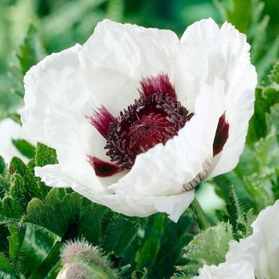 Мак Казино - Dolina-Sad.Ru