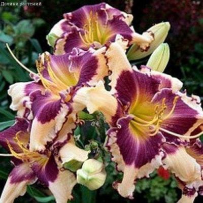 Лилейник Сабина Бауэр Лилейник Сабина Бауэр фото