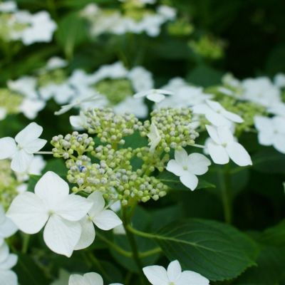 Гортензия крупнолистная Ланарт Уайт, С2 Гортензия крупнолистная Ланарт Уайт, С2 - Dolina-Sad.Ru