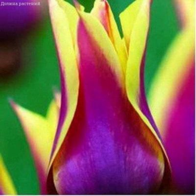 Тюльпан Соннет Тюльпан Соннет фото