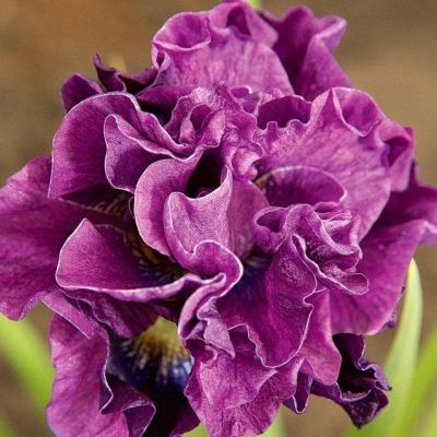 Ирис Бандл оф Джой Ирис Бандл оф Джой фото