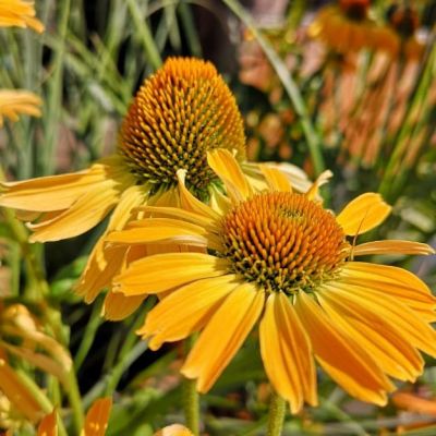 Эхинацея Желтая Страсть Эхинацея Желтая Страсть фото