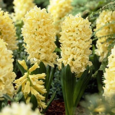 Гиацинт Хермион Гиацинт Хермион фото