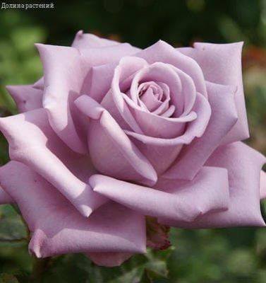 Роза Майнзер Фастнахт Роза Майнзер Фастнахт фото