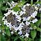 Гортензия крупнолистная Ланарт Уайт, С2 Гортензия крупнолистная Ланарт Уайт, С2 - Dolina-Sad.Ru