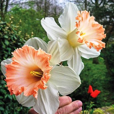 Нарцисс Бритиш Гембл Нарцисс Бритиш Гембл фото