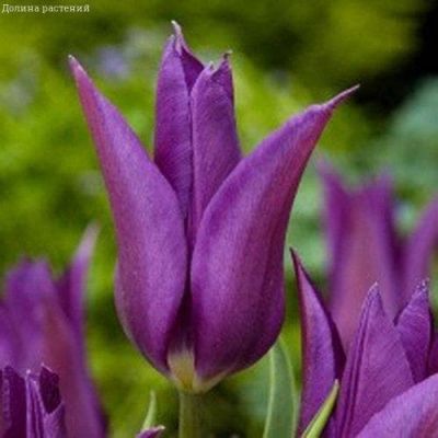 Тюльпан Алиби фото