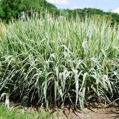 Фалярис тростниковый Фессей Фалярис тростниковый Фессей фото