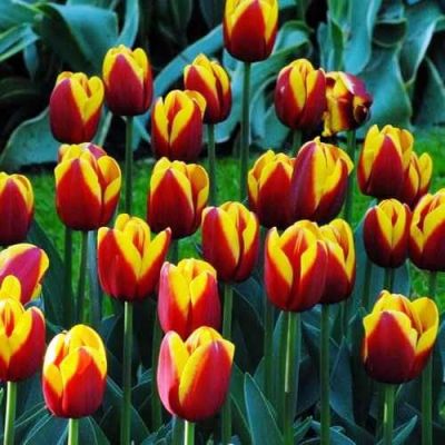 Тюльпан Андре Ситроен Тюльпан Андре Ситроен фото