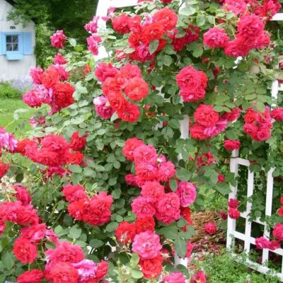 Роза Калонетта Роза Калонетта - Dolina-Sad.Ru