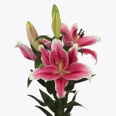 Лилия Эль Капитан Лилия Эль Капитан - Dolina-Sad.Ru