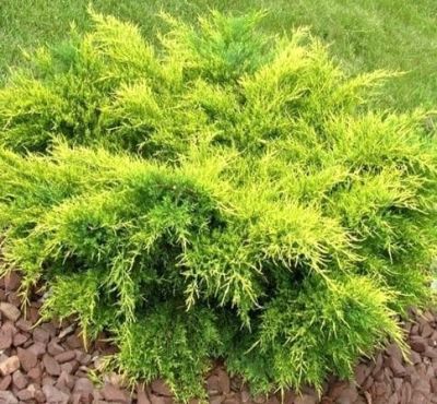 Можжевельник средний Олд Голд, С3 Можжевельник средний Олд Голд, С3 - Dolina-Sad.Ru