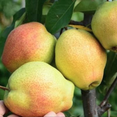 Груша Киргизская Зимняя Груша Киргизская Зимняя - Dolina-Sad.Ru