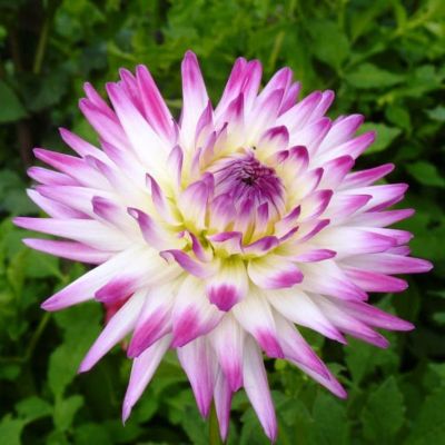 Георгина Веритэйбл Георгина Веритэйбл фото