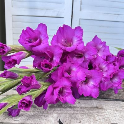 Гладиолус Фуксия Темптейшн Гладиолус Фуксия Темптейшн - Dolina-Sad.Ru