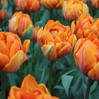 Тюльпан Орэндж Принцесс Тюльпан Орэндж Принцесс фото