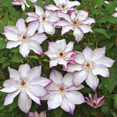Клематис Омоширо, С2 Клематис Омоширо, С2 фото