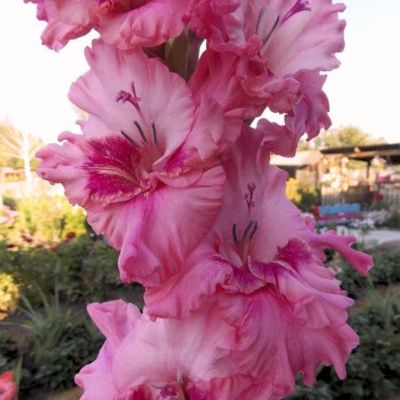 Гладиолус Кавказ Гладиолус Кавказ - Dolina-Sad.Ru