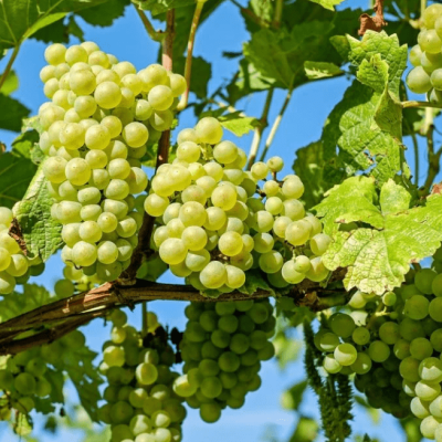 Виноград Ювендана Виноград Ювендана фото