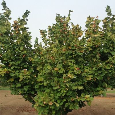 Лещина Тонда Джентил Делле Ландж Лещина Тонда Джентил Делле Ландж - Dolina-Sad.Ru