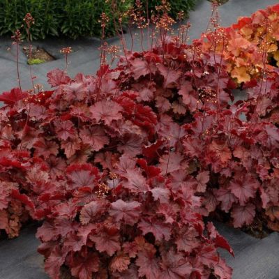 Гейхера Нозерн Икспожэ Рэд Гейхера Нозерн Икспожэ Рэд - Dolina-Sad.Ru