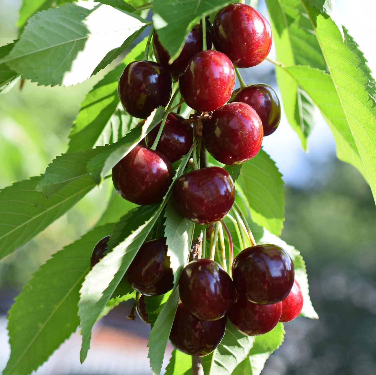 Черешня Сильвия Черешня Сильвия - Dolina-Sad.Ru