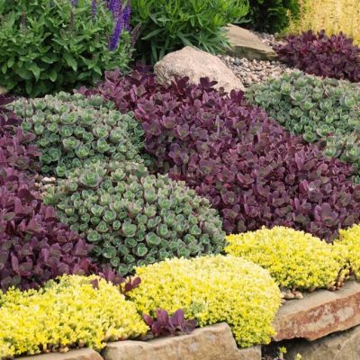 Седум Санспарклер Фаеркрекер , P9 Седум Санспарклер Фаеркрекер , P9 фото