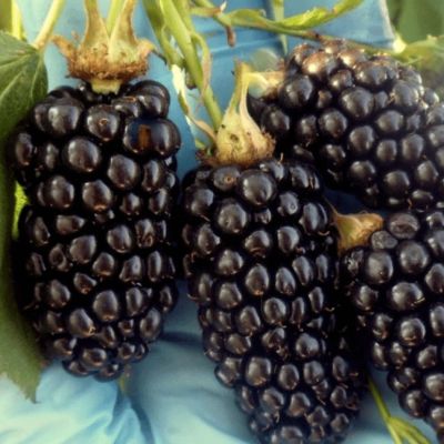 Ежевика Гигантская Натчез Ежевика Гигантская Натчез фото