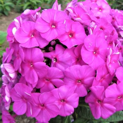 Флокс метельчатый Бамбини Примадонна - Dolina-Sad.Ru