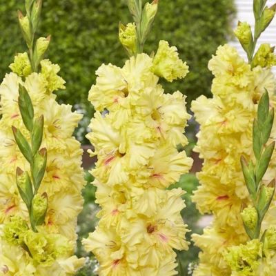 Гладиолус Бернинг Санрайс - Dolina-Sad.Ru