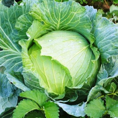 Капуста белокочанная Слава Капуста белокочанная Слава фото