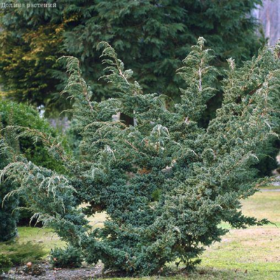 Можжевельник чешуйчатый Мейери Можжевельник чешуйчатый Мейери фото