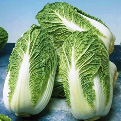 Капуста пекинская Маноко F1 (Голландия) Капуста пекинская Маноко F1 (Голландия) фото