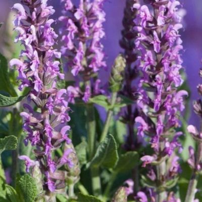 Шалфей Сэнсэйшн Медиум Виолет Шалфей Сэнсэйшн Медиум Виолет - Dolina-Sad.Ru