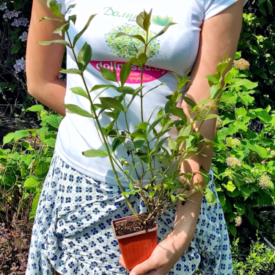 Вейгела Люцефер Вейгела Люцефер - Dolina-Sad.Ru